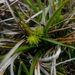 Carex sagei - Photo (c) ilamarengo, algunos derechos reservados (CC BY-NC), subido por ilamarengo
