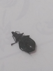 Calosoma alternans
