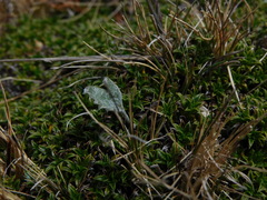 Hamadryas argentea