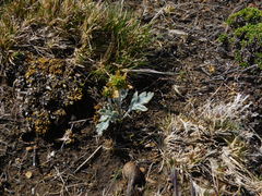 Hamadryas argentea
