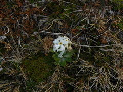 Primula magellanica