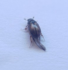 Melinopterus consputus