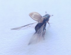 Melinopterus consputus