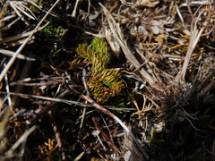 Austrolycopodium magellanicum