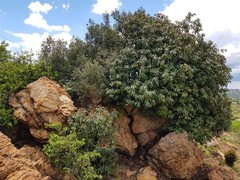 Englerophytum magalismontanum