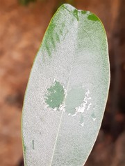 Englerophytum magalismontanum