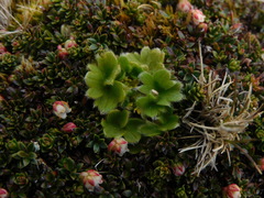 Ranunculus sericocephalus
