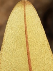 Englerophytum magalismontanum