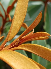 Englerophytum magalismontanum