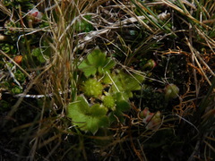 Ranunculus sericocephalus