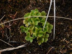 Ranunculus sericocephalus