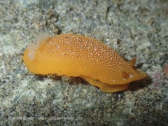 Doriopsilla albopunctata