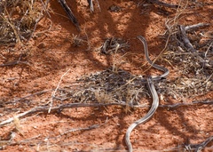 Psammophis leightoni