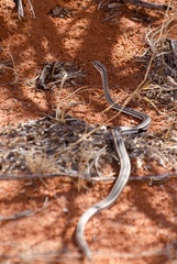 Psammophis leightoni
