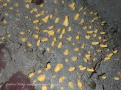 Polymastia pachymastia