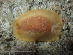 Doriopsilla albopunctata