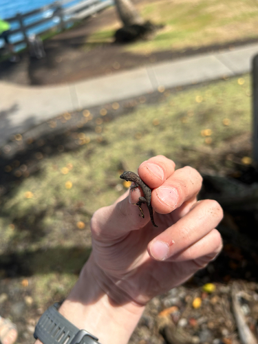 Gehyra mutilata observed 2025-10-18