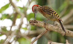 Melanerpes striatus