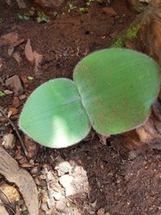 Haemanthus humilis hirsutus