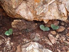 Haemanthus humilis hirsutus