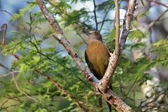 Melanerpes striatus
