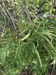 Maerua rosmarinoides