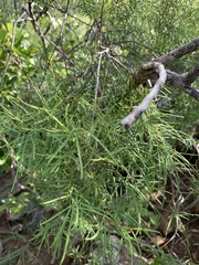 Maerua rosmarinoides