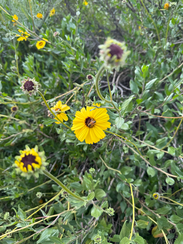 iNaturalist observation photo of California brittlebush