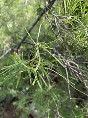 Maerua rosmarinoides