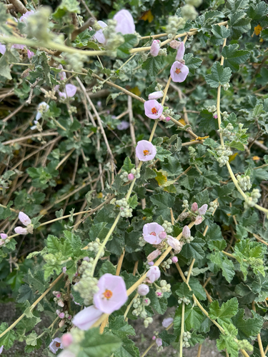 iNaturalist observation photo of southern coastal bushmallow
