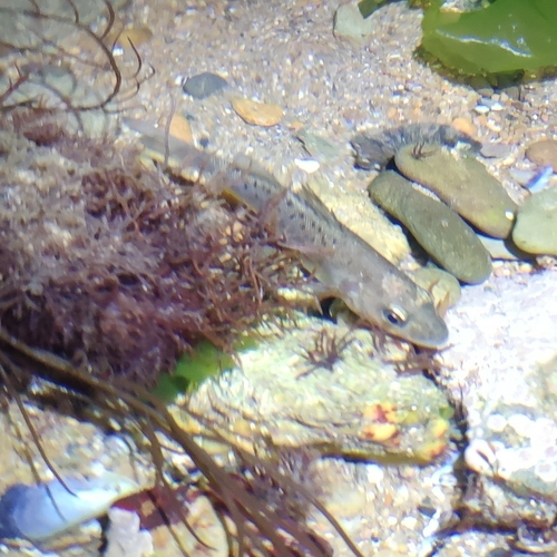 Dicentrarchus punctatus