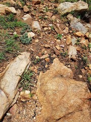 Sylvicapra grimmia caffra