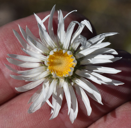 Helichrysum lanuginosum, 2025-08-04