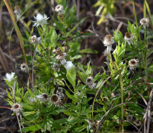 Helichrysum lanuginosum, 2025-08-04