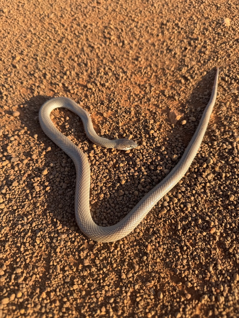 Ord Snake