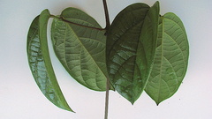 Amphilophium scabriusculum