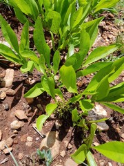 Pygmaeothamnus zeyheri