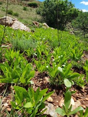 Pygmaeothamnus zeyheri