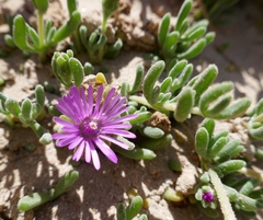 Drosanthemum candens