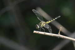 Brachydiplax sobrina