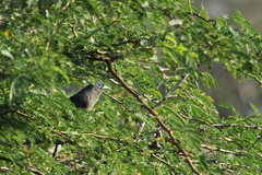 Phaenicophaeus viridirostris