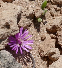 Drosanthemum candens