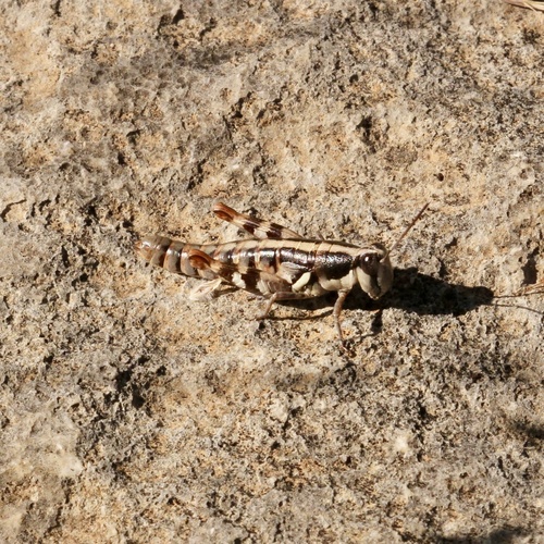 Netrosoma fusiforme