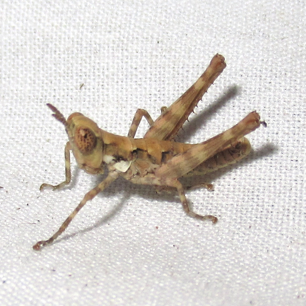 White Mountain Grasshopper