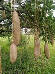 Kigelia