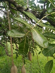 Kigelia