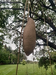 Kigelia