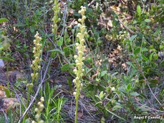 Orchis anthropophora