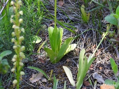 Orchis anthropophora