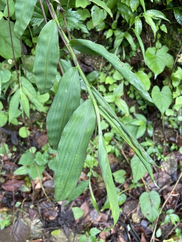 Lasiacis maculata observed 2025-10-14